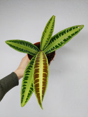 Labisia Jabi