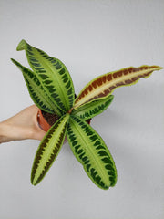 Labisia Jabi