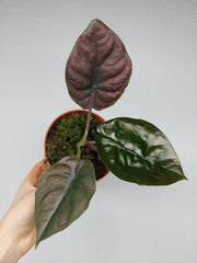 Alocasia Black Magic