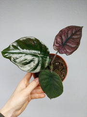 Alocasia Black Magic