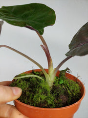 Alocasia Black Magic