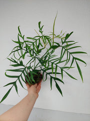 Philodendron Polypodioides