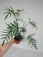 Philodendron Polypodioides