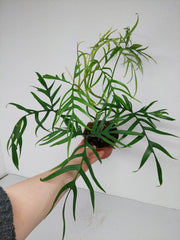 Philodendron Polypodioides