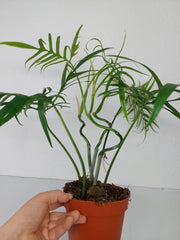 Philodendron Polypodioides
