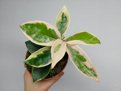 Hoya Carnosa Krimson Queen Splash