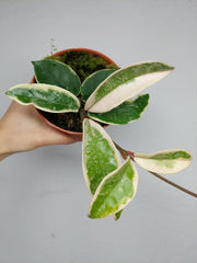 Hoya Carnosa Krimson Queen Splash