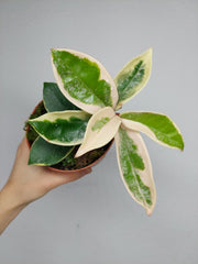 Hoya Carnosa Krimson Queen Splash