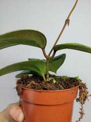 Hoya Sarawak Cream