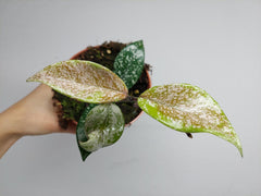 Hoya Carnosa Stardust