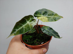 Alocasia Polly Aurea