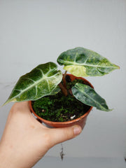 Alocasia Polly Aurea