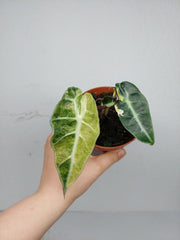 Alocasia Polly Aurea