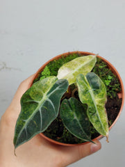 Alocasia Polly Aurea