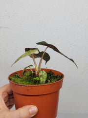 Alocasia Polly Aurea