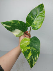 Philodendron White Princess Aurea Tricolor Steckling