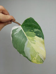 Philodendron White Princess Aurea Tricolor Steckling