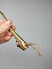 Philodendron White Princess Aurea Tricolor Steckling