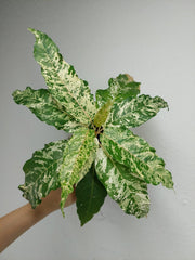 Ficus Snowstorm