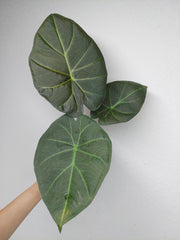 Alocasia Regal Shield (Rhizom / Bulbe)