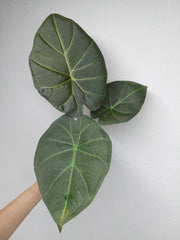 Alocasia Regal Shield