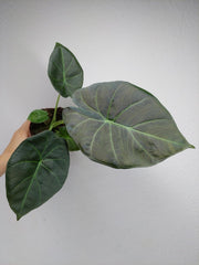Alocasia Regal Shield