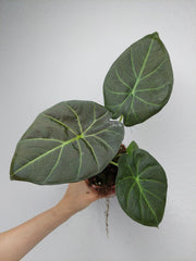 Alocasia Regal Shield