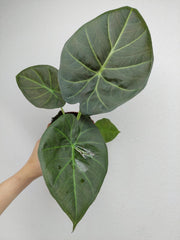 Alocasia Regal Shield