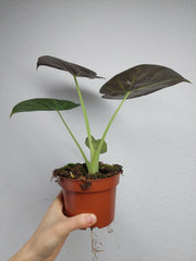 Alocasia Regal Shield