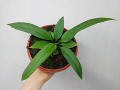 Anthurium Vittarifolium