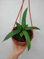 Anthurium Vittarifolium