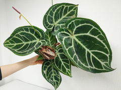 Anthurium Crystallinum Karma Crystal