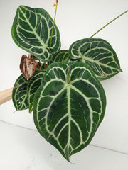 Anthurium Crystallinum Karma Crystal