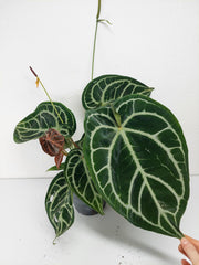 Anthurium Crystallinum Karma Crystal