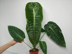 Anthurium Veitchii Narrow Form