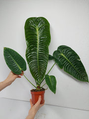 Anthurium Veitchii Narrow Form