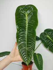 Anthurium Veitchii Narrow Form