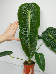 Anthurium Veitchii Narrow Form