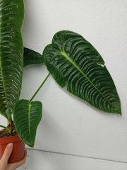 Anthurium Veitchii Narrow Form