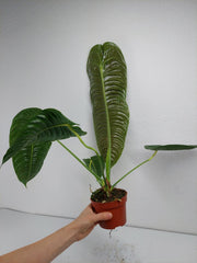 Anthurium Veitchii Narrow Form