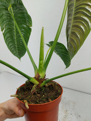 Anthurium Veitchii Narrow Form