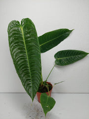 Anthurium Veitchii Narrow Form