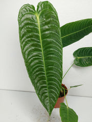 Anthurium Veitchii Narrow Form