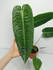 Anthurium Veitchii Narrow Form