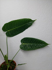 Anthurium Veitchii Narrow Form