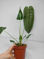 Anthurium Veitchii Narrow Form