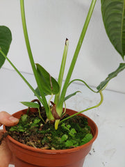 Anthurium Veitchii Narrow Form