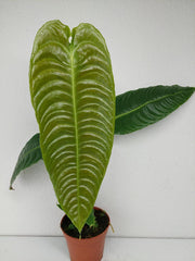 Anthurium Veitchii Narrow Form