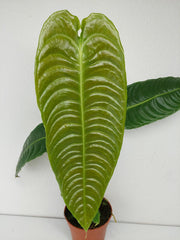 Anthurium Veitchii Narrow Form