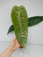 Anthurium Veitchii Narrow Form